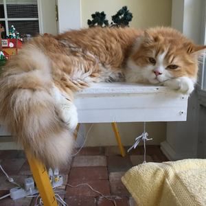 Meet your Posher, Janice